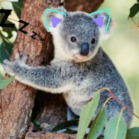 Koala(@Koalaecofr) 's Twitter Profile Photo