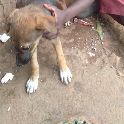 ANIMAL CARE ORGANISATION.
Our aim is to help street and starving animals untill they end suffering  so we request for your 🙏🙏donation, help and support .