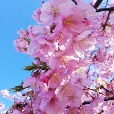 2024年中学受験予定の息子のママ。進学くらぶ&個別塾で頑張っています。偏差値40からの中学受験。Y通塾から進学くらぶ&個別塾へ。親の精神がもたないので、吐き出すためにアカウント作りました。通塾時はA⇄Bコースを行ったり来たり。日々のこと綴ります。無言フォロー失礼します🙇♀️よろしくお願いします。