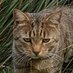 Cheetah & ๐ Tigger &๐ Feather (@evija1234) Twitter profile photo Cheetah & ๐ Tigger &๐ Feather (@evija1234) Twitter profile photo