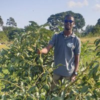 Kigoye Albertho (@alberthoki40141) 's Twitter Profile