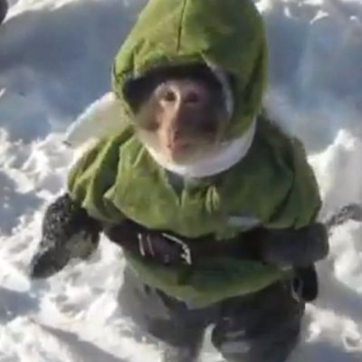 thechibbis's profile picture. 