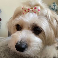 KnocksHard7470 (@hard7470) 's Twitter Profile