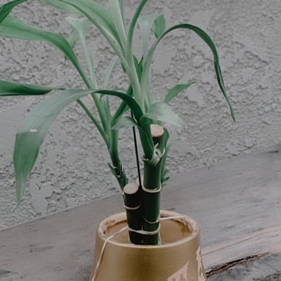 aliceduh01's profile picture. Being me is a battle. When times get tough I always come out swinging. I’ll never back down or give up. And I’ll always keep my faith and joy. No matter what.