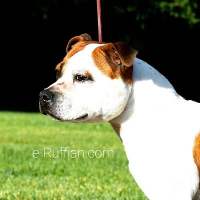 #StaffordshireBullTerrier ♥ The Beginning for the realization of a new dream ✉ e-Ruffian.com@hotmail.com ✍ #Staffie #Staffy #SBT🇺🇸
➡️ https://t.co/p0X7XHc3Jr 🌐