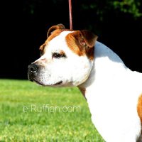 e-Ruffian.com SBT Kennel (@sbtkennel) 's Twitter Profile