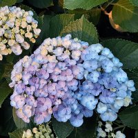 Alice (@alicealice246) 's Twitter Profile
