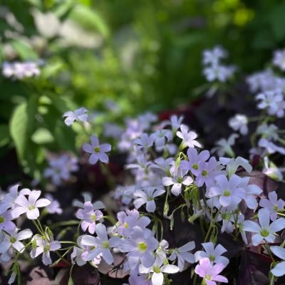 植物と登山好き。アイコンは幸運を呼んでくれる植物オキザリス(紫の舞) 。日本古代史に興味があります! 無言フォロー失礼致します🙇