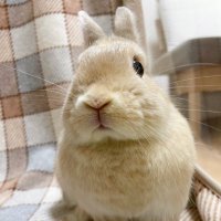 うさぎのりーちゃん(@richan_rabbit) 's Twitter Profile Photo