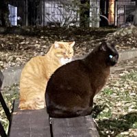 よし (@lormmwunbwoh0oc) 's Twitter Profile