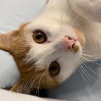 rolf (@rudzikrolf) 's Twitter Profile