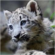 MzSnowleopard's profile picture. writer, student, believer, dreamer, and geek. Pass the coffee please!