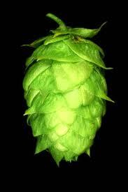 atxhophead's profile picture. Coffee. Bikes. Causes. Beer. (not necessarily in that order)