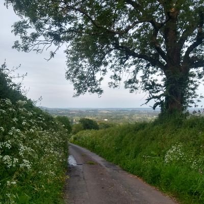 A landscape without wildlife is just scenery. Anti-Brexit. Fighting motornormativity. #Safestreetsnow. For all things stormwater see @rainwaterlorna