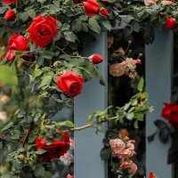maryam1350 |HUDL (@maryam13501) 's Twitter Profile