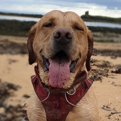 Oscar the yellow Lab! Mostly Oscar posts on his own with a little help from Dad,who also takes the photos!!
