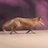 vlarcinese's profile image