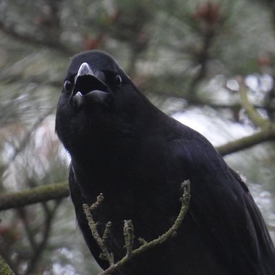 1d1ds1's profile picture. 식물친구들기록계 🌱🪴🍃🌿 취향이 꽤 확고한 식물광인 / 인간 외 생물을 사랑하는편 / 서로예의는지킵쉬다 / 마음을많이눌러욤 / 종종 그림 올림 하루한개그림그리기가목표(였었음) FUBFREE 님도 FREE
프로필: 바다매님 촬영 사진(@oohayabusa)