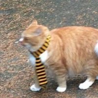 Knito (@k_nito_) Twitter profile photo