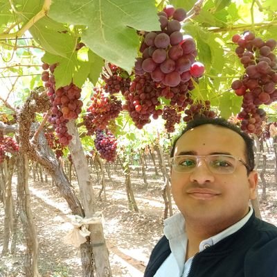 Supply Chain Management / Logistics Mohamed Hamed