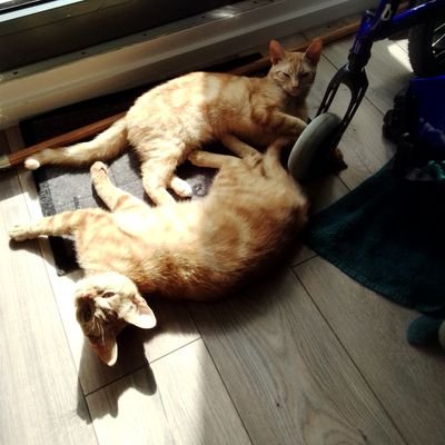 I'm 6 years old.  
I share my profile with my 2 cousins Seppe and Jip 11 months old ginger cats