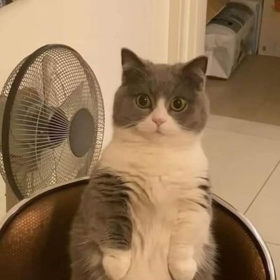 kylegarciaIV's profile picture. 