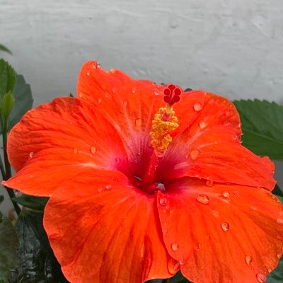 ranjansumit77's profile picture. IT professional