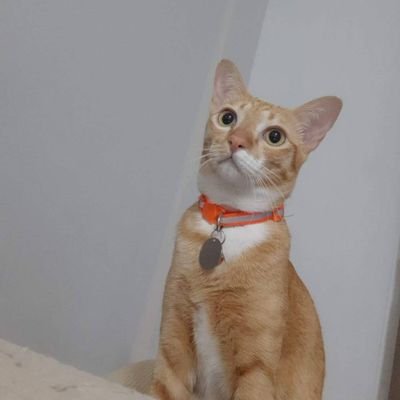 Fixxbookk's profile picture. ขอให้แมวทุกตัวมีความสุข