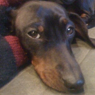 OliveTheWiener's profile picture. Coolest Wiener dog ever!