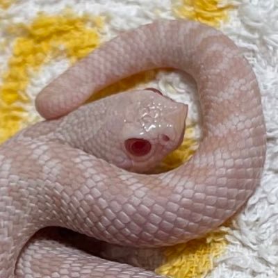 RTしまくるんでうっとおしい人は(・・・)からRT非表示を推奨。 シシバナヘビ・レオパを飼ってます。ボールパイソン飼いたい……爬虫類苦手な人は#爬虫類を拒否設定にしておいてください。 シシバナ殖やす垢。