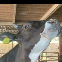 高鍋牧場 (@129takanabe) 's Twitter Profile