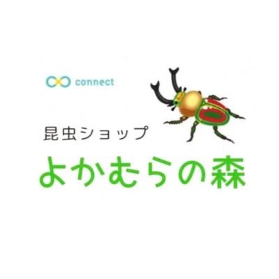 当店は、兵庫県多可町余暇村公園前で世界のクワガタムシやカブトムシ、昆虫飼育用品を取扱う昆虫ショップです。初めて飼育される方には、飼育方法に関するアドバイスをさせて頂きます。また、フルストルファーオウゴンオニクワガタやスキットオオクワガタ等レア種も取扱っております。たくさんのご来店心よりお待ちしております。