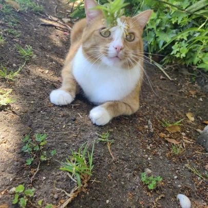 l is a ginger tabby in SoCal. l likes toys and treatsos and scritchyscratches!