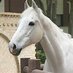 White　horse (@Whitehorse6572) Twitter profile photo