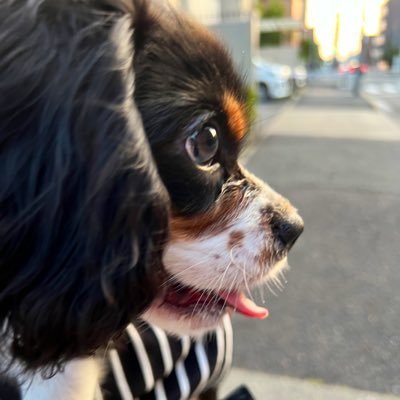 cava_yuyuyu's profile picture. キャバリア飼い始めました！無言フォロー失礼します🐕