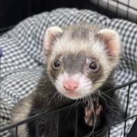 フェレットのイク (@ikufellet) 's Twitter Profile