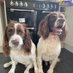 Buster & Oreo (@busterandoreo) Twitter profile photo Buster & Oreo (@busterandoreo) Twitter profile photo