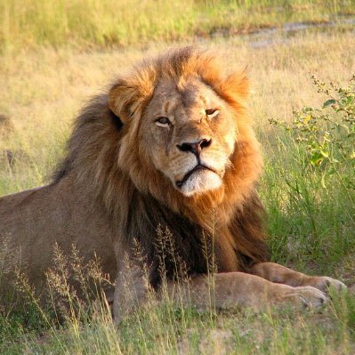 All-Party Parliamentary Group on Banning Trophy Hunting wants a comprehensive, properly-enforced UK ban on trophy hunting imports #APPGBanTrophyHunting Alt text