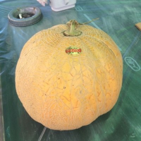 細川 (@hirohosokawa) 's Twitter Profile Photo 細川 (@hirohosokawa) 's Twitter Profile Photo