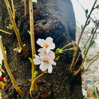 Marcy86340740's profile picture. 龍宮城/女王蜂/テニプリetc...