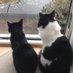 Mollie and Teddy (@myexfostercats) Twitter profile photo Mollie and Teddy (@myexfostercats) Twitter profile photo