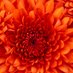 tun_cay (@anatolium06) Twitter profile photo tun_cay (@anatolium06) Twitter profile photo