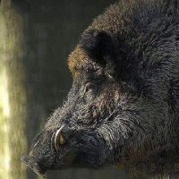 Hog hunter🐗🇬🇷(@Q_S_I_S) 's Twitter Profile Photo