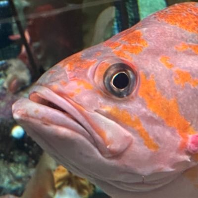 Gutz0w's profile picture. Gutzow/Avery 
I am an artist 
NSFW accounts dont interact with me, im a minor.