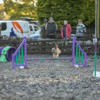 Millie The Border Terrier (@milliebordert) 's Twitter Profile