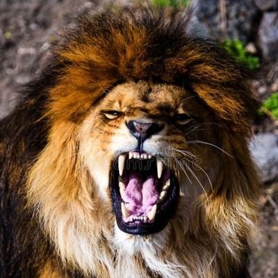 Las_K_Vegas's profile picture. Relentlessly relentless