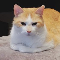 Turkleton (@turkleton_cat) 's Twitter Profile Photo Turkleton (@turkleton_cat) 's Twitter Profile Photo