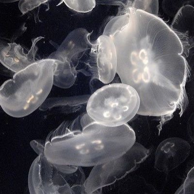 aqux321's profile picture. ni que fuera ceviche papa