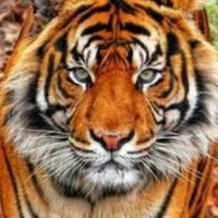 Gust `s FBS 🐆 (@xdtvi17) 's Twitter Profile