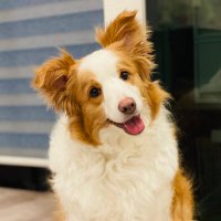 ボーダーコリーのシェリー (@wanda__blog) 's Twitter Profile